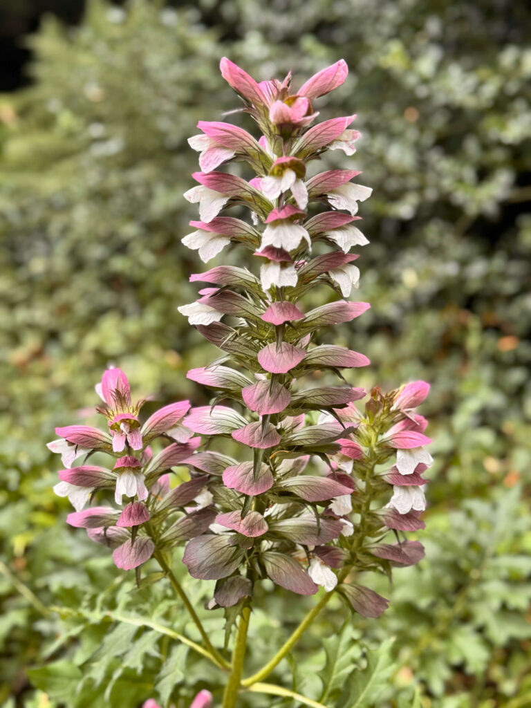 Radiance Framework Organizational Constellation